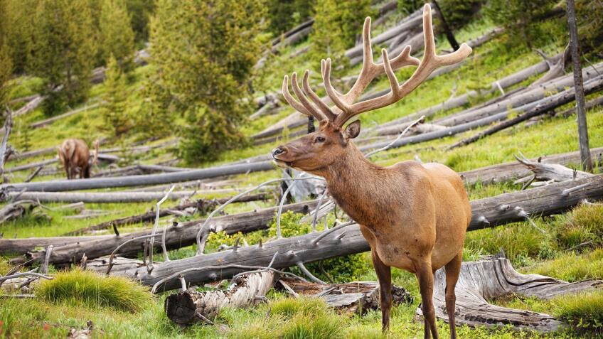 Great Yellowstone Thaw Season 1