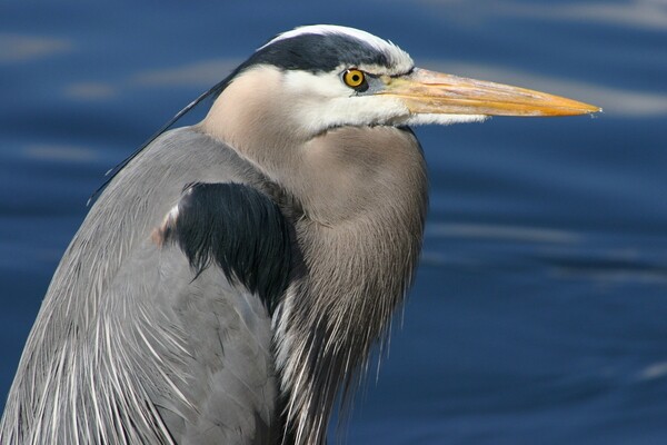 Great Blue Heron