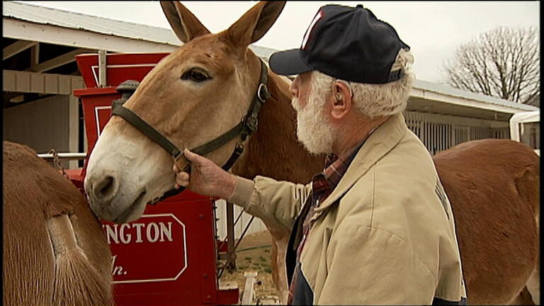 Tennessee Mule Days