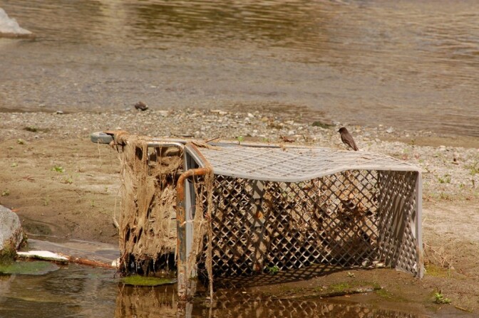 LA River Birds