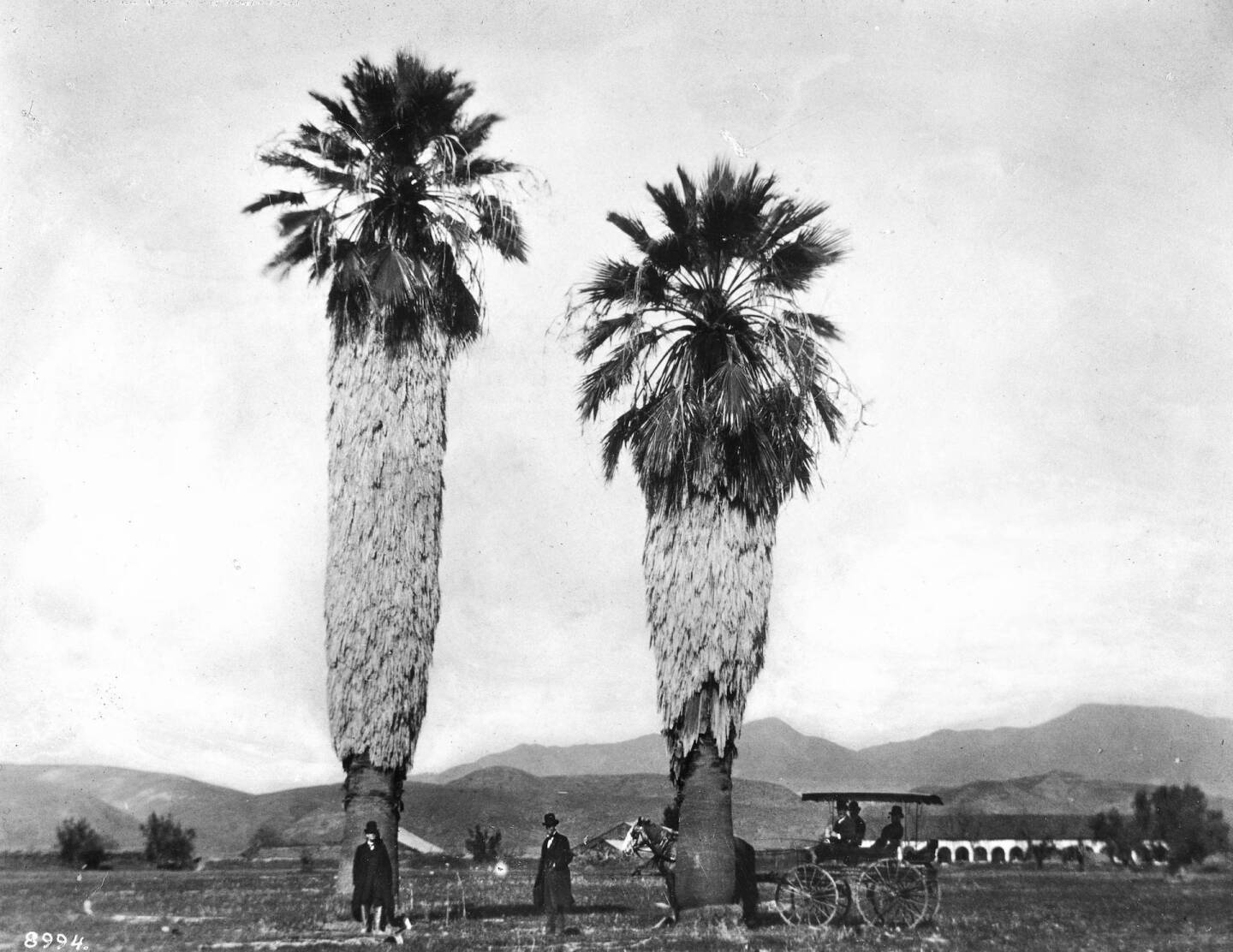 Men rest beneath two fan palms, perhaps planted by Spanish missionaries, in front of Mission San Fernando, circa 1886. Courtesy of the Title Insurance and Trust / C.C. Pierce Photography Collection, USC Libraries.