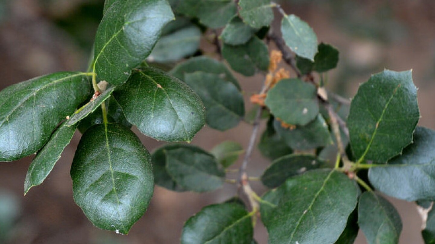 live-oak-featured-4-16-16.jpg