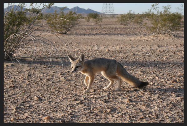 Desert-kit-fox-2014-01-28-thumb-600x404-67662