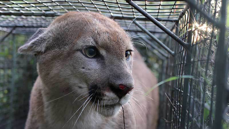 P-55 in temporary confinement | Photo: National Park Service