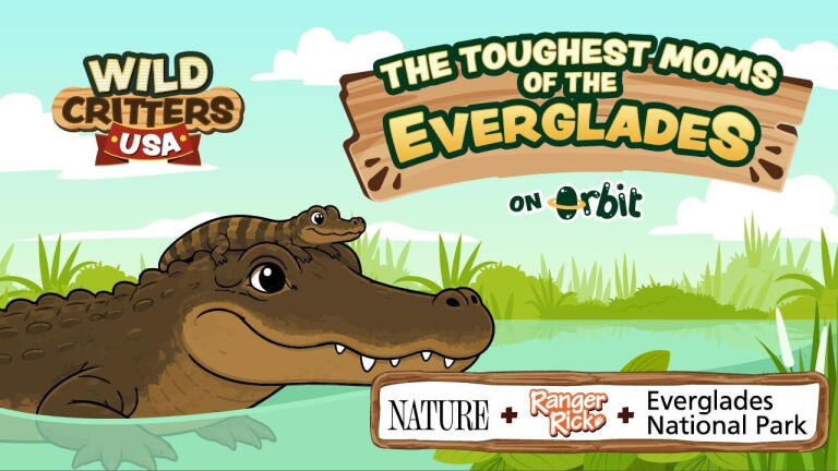 The Toughest Moms of the Florida Everglades | Wild Critters USA