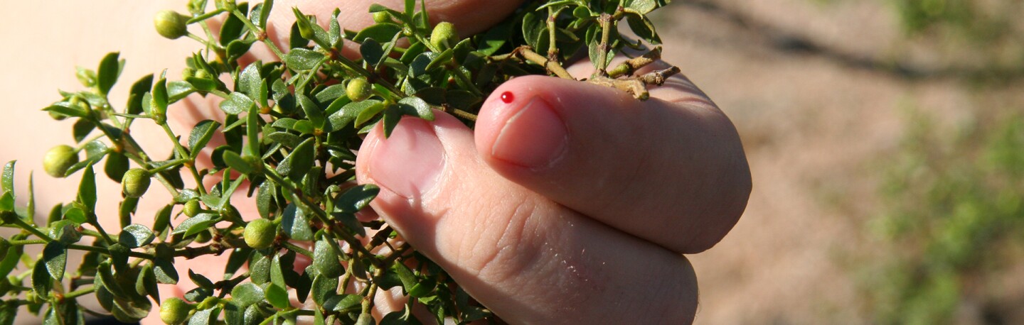 creosote-banner.jpg