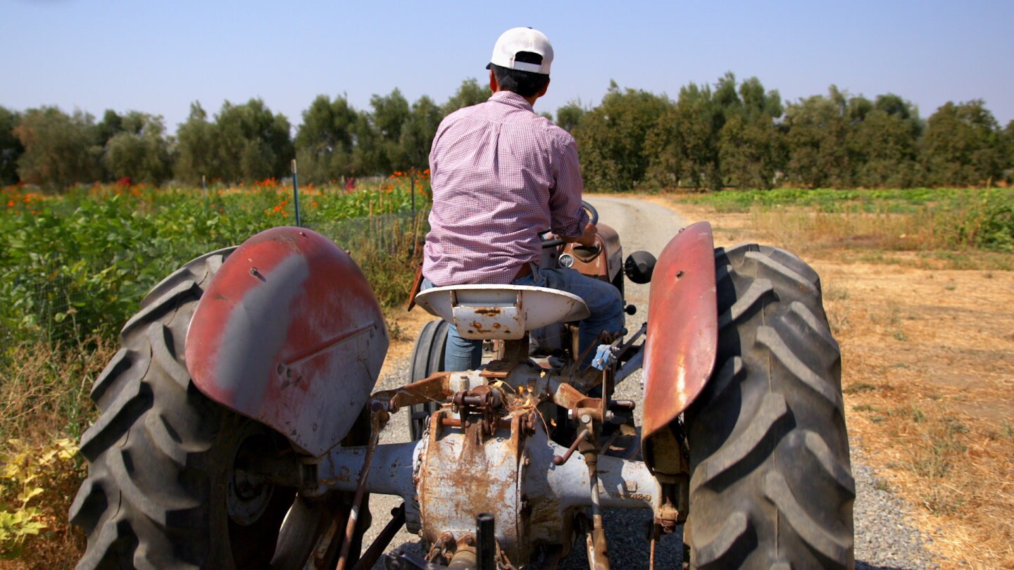 A photo of Kristyn leach on a tractor, driving down a dirt path through fields of green produce. The photo is taken from the back and Kristyn Leach is wearing a collared shirt and a baseball cap.  