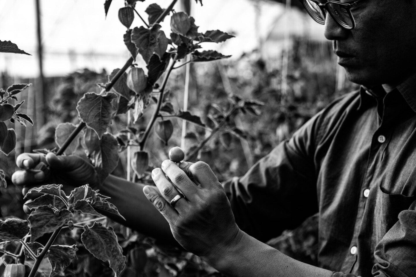 Aaron Choi harvests pichuberry for his fresh produce boxes, a variety of vegetables from his farm.