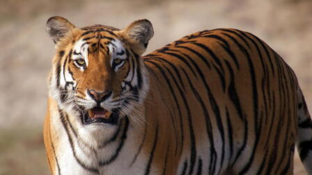 Part Two | Tiger Island