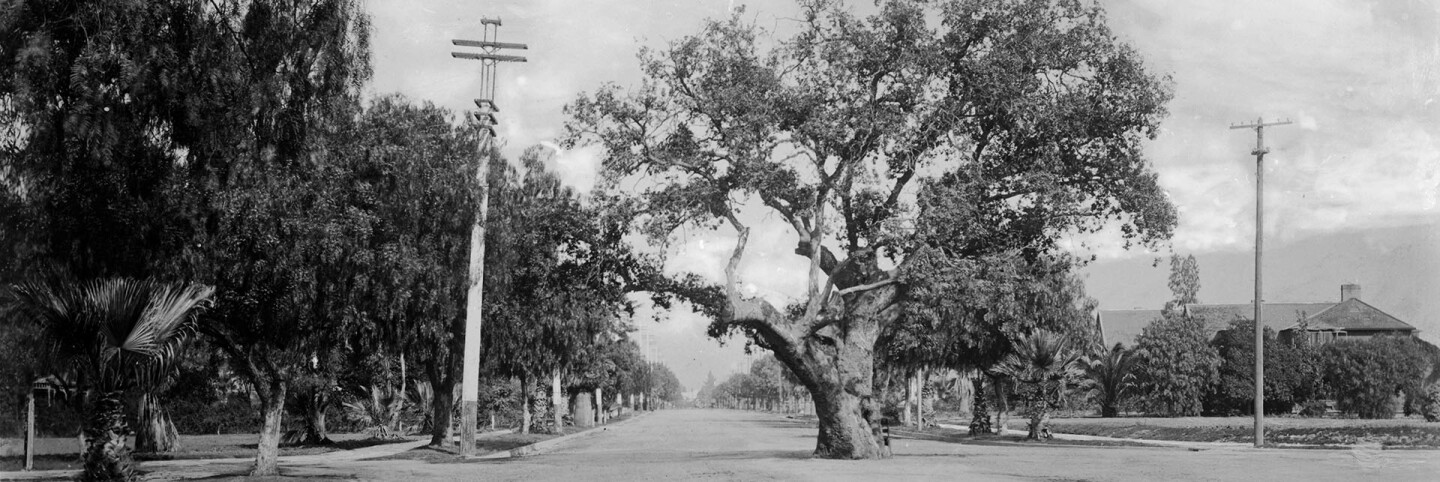 Orange Grove Avenue live oak