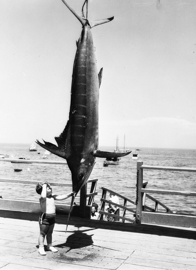 A marlin hanging out with a toddler on Catalina Island