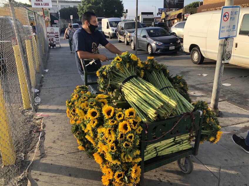 Sunflowers for sale on street corner, in time for Mother's Day | Karen Foshay