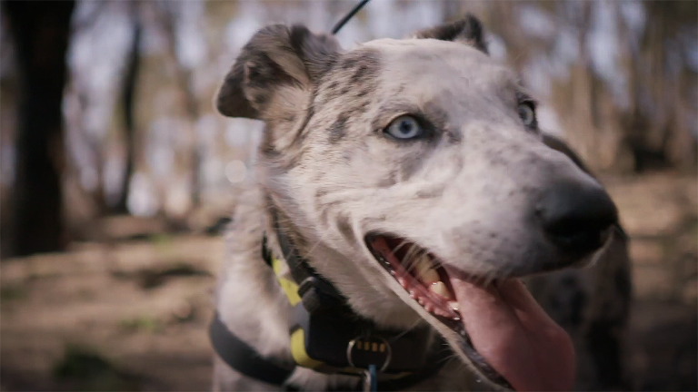 Meet Bear, the Koala Detection Dog
