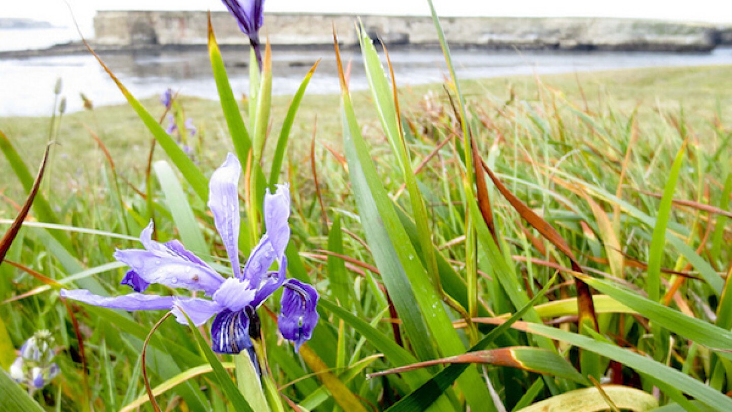 Wild Iris in bloom at Point Arena-Stornetta Public Lands in May 2013. | Photo: Courtesy Bureau of Land Management
