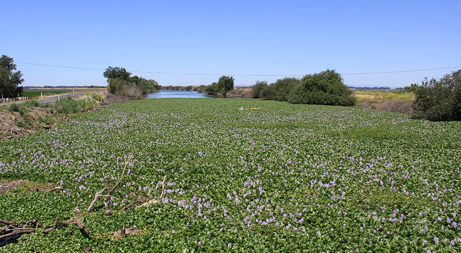 Delta Estuary, Flowers