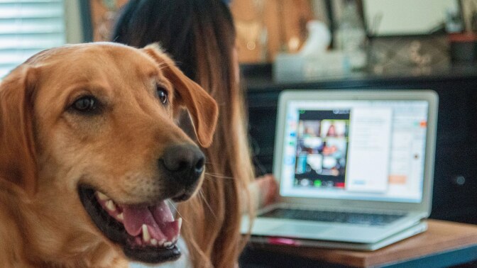 dog