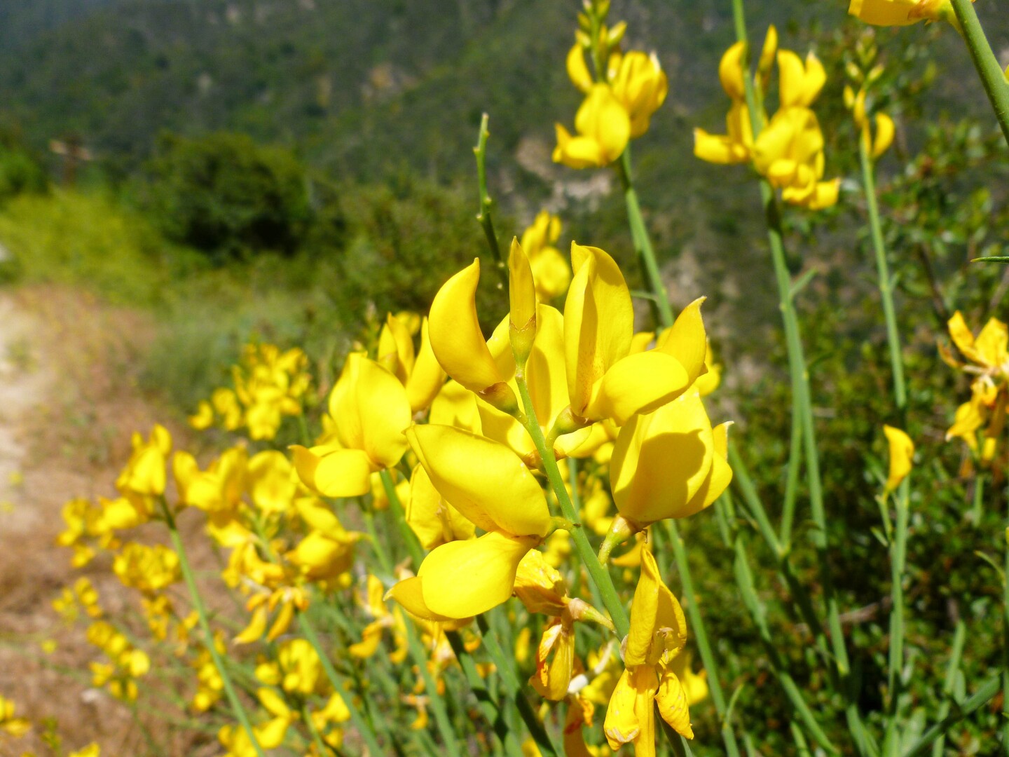 A close up of a cluster of yellow wildflowers found along the Sturtevant Falls hike.