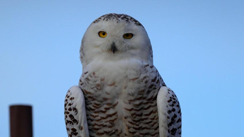 SoCal Snowy Owl