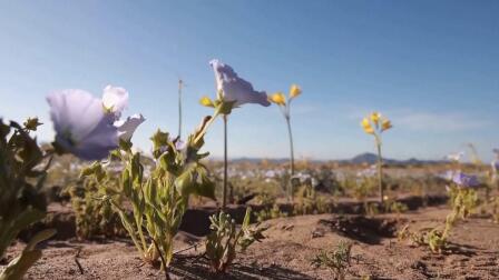 Scientists study rare bloom in the Atacama Desert