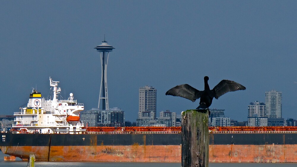 A cormorant stretches its wings with the Space Needle in the background. | Photo: Curtiss Cronn, some rights reserved