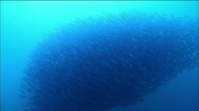 Sardine Run in South Africa