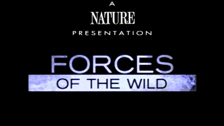 FORCES OF THE WILD - Heavenly Partners