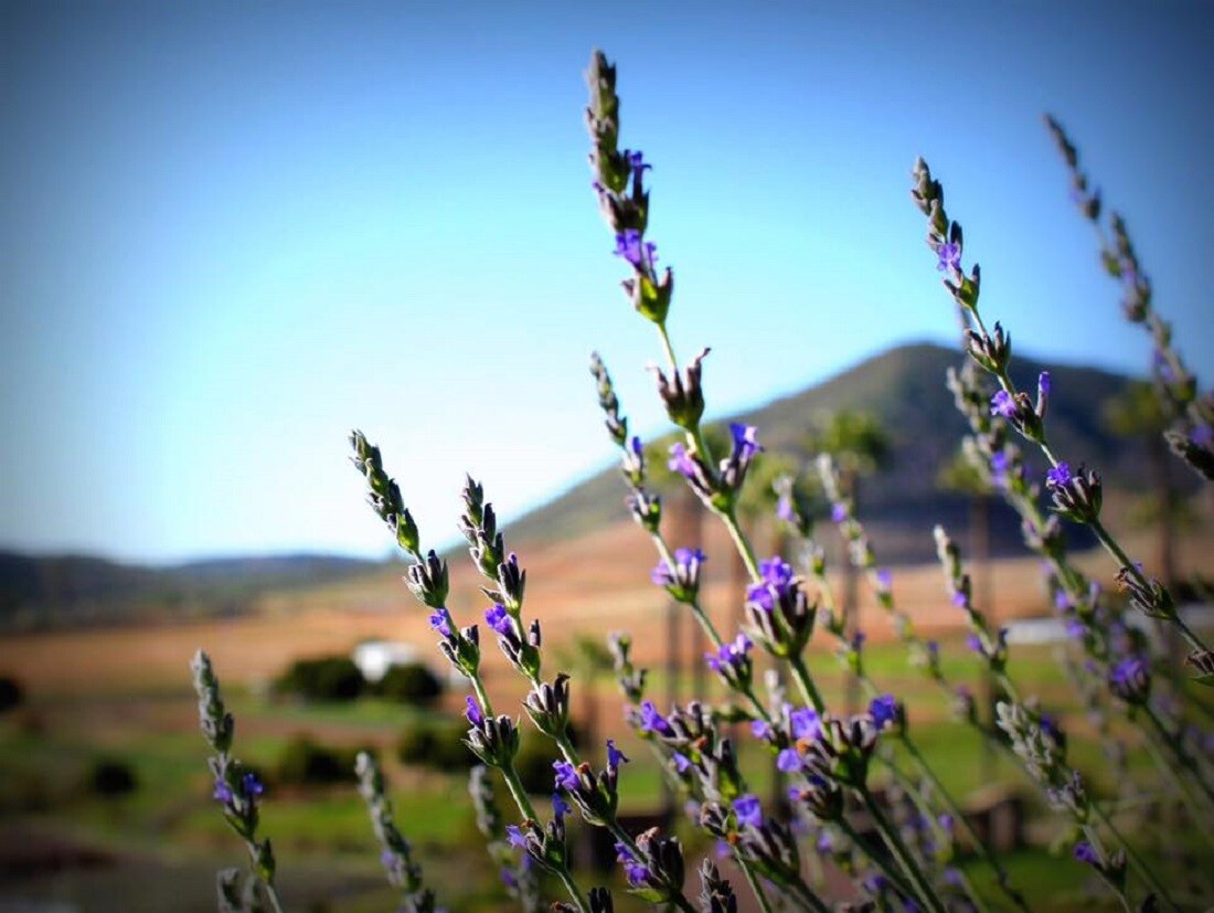 Courtesy Keys Creek Lavender Farm