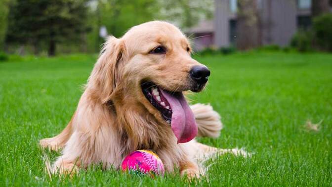 Dogs that play on lawns treated with 2,4-D run a greater risk of cancer | Photo: Bear on a Trike, some rights reserved