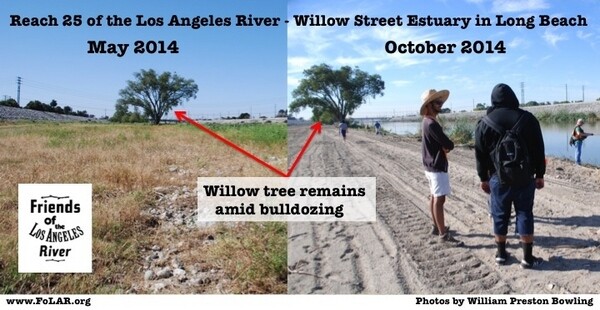 Before and after clearing of L.A. River at Reach 25, by the Willow Street Estuary | Photos by William Preston Bowling