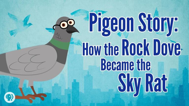Pigeon Story: How the Rock Dove Became the Sky Rat