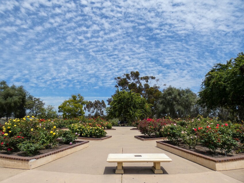 Concrete walkways cut through concrete plots of rose bushes of various colors — reds, pinks, yellows. Above, a bright blue sky is dotted with small fluffy clouds. A concrete bench is in the foreground, in between two plots of rose bushes. 