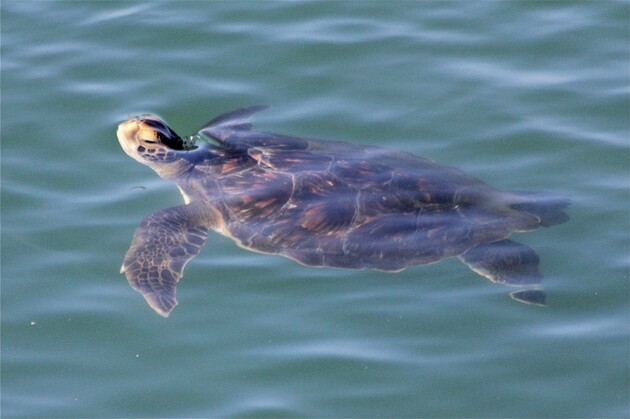seaturtles-1.jpg