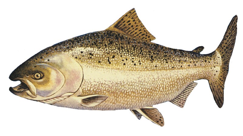 chinook-illo-10-17-16.jpg
