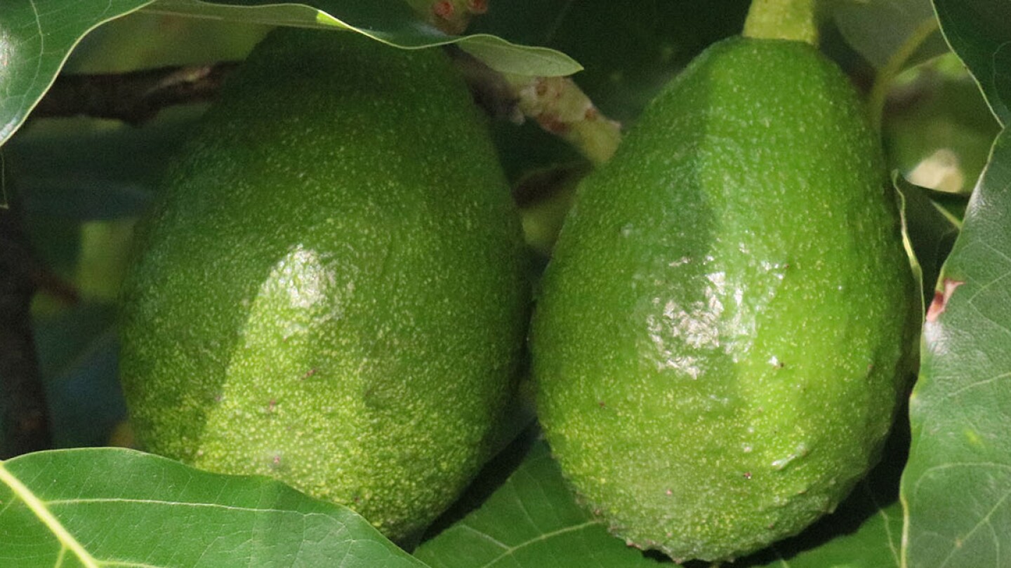 Avocados on the tree