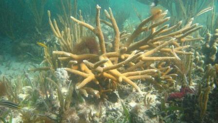 Reef Revival
