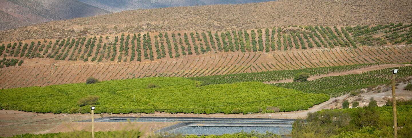 An avocado plantation and its reservoir against a dry foothill in Petorca Valley. | Valeria Cardi/Thomson Reuters Foundation