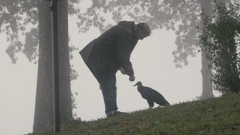 Broken Wings| A vulture that survives also inspires