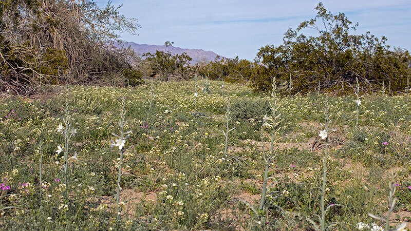 Desert lilies rise through a carpet of verbena, popcorn flower, and other blossoms at the Desert Lily Sanctuary | Photo: Chris Clarke