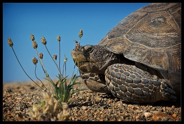 desert-tortoise-DRECP-8-3-12-thumb-600x405-33664