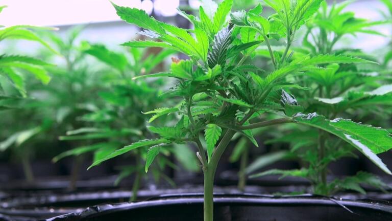 MARIJUANA LEGALIZATION HOLD UP
