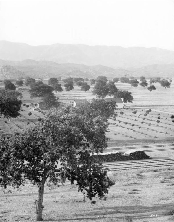 Oaks dot the valley floor in Chatsworth in this undated photo. Courtesy of the Title Insurance and Trust, and C.C. Pierce Photography Collection, USC Libraries.