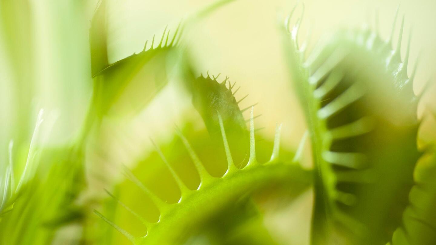 A closeup of many venus fly traps. | "Plants Behaving Badly: Murder and Mayhem"