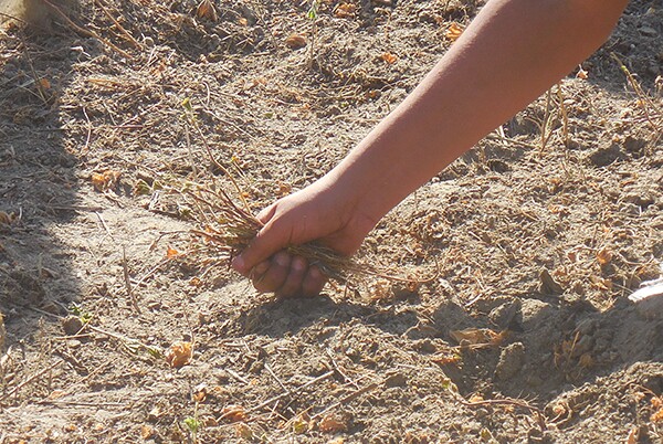 AHS_Garden_CUArm