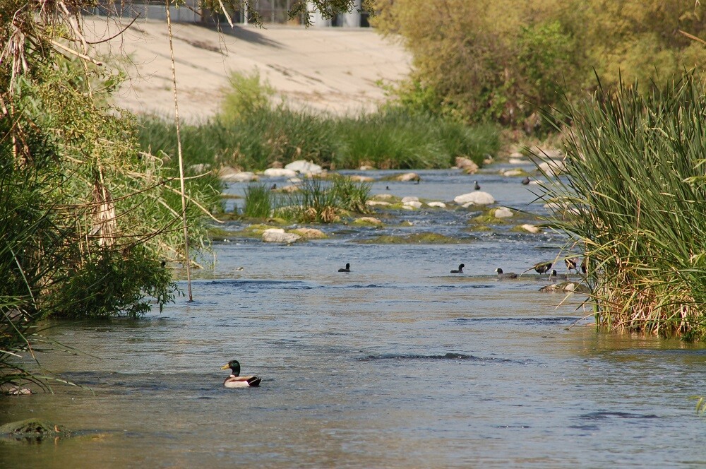 LA River Birds