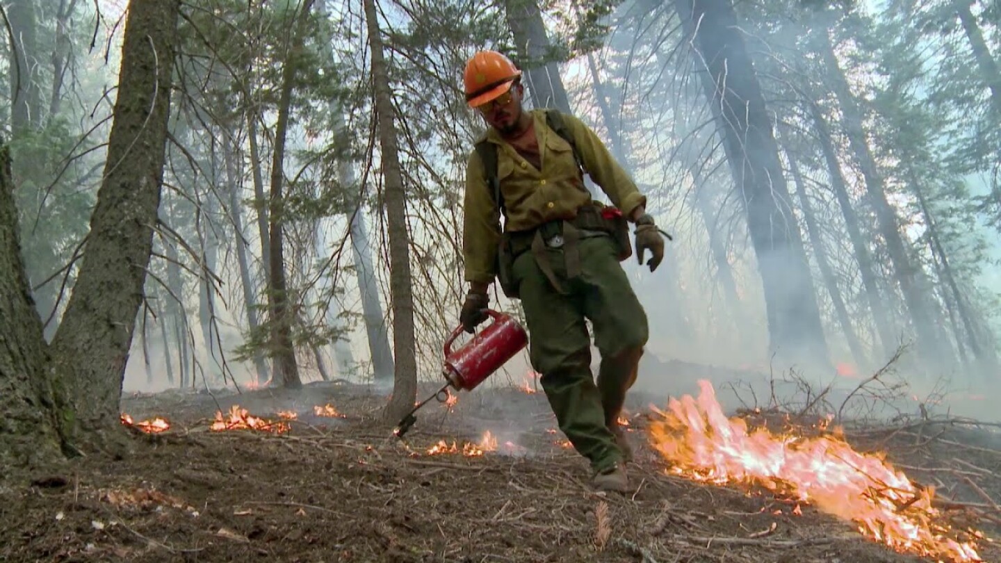 Firefighter sprays fire retardant on the forest floor.