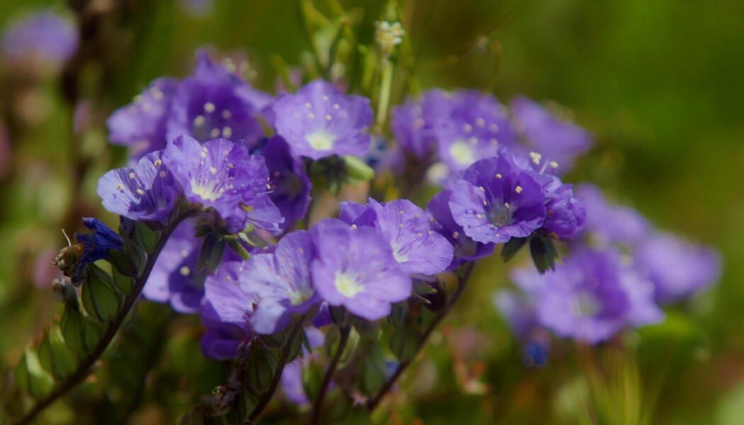 California in Bloom