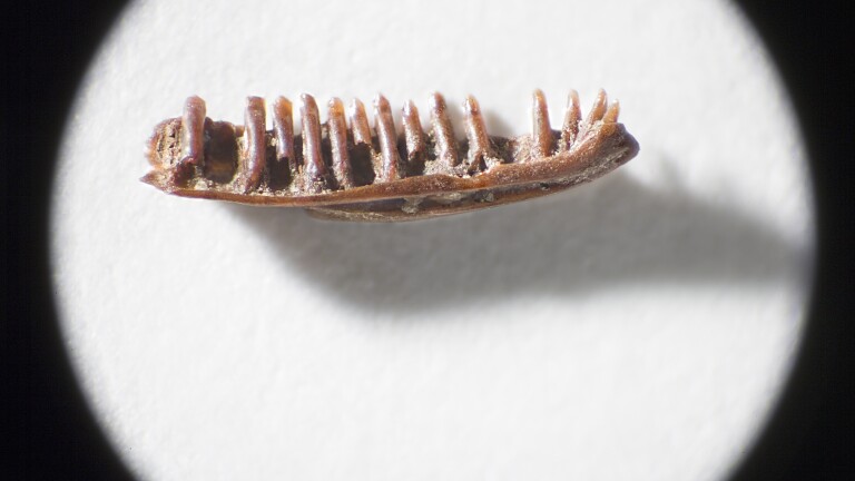 A detail photo of a lizard jaw placed against a white background. The fossil clearly shows the lizard's teeth, which look like tiny spokes along the jaw.
