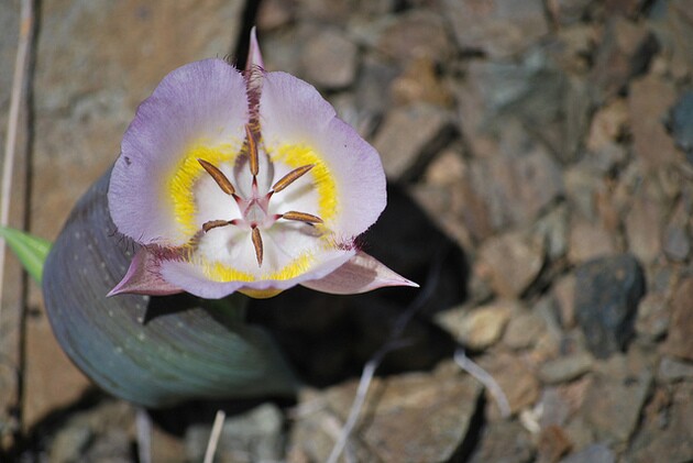 new-rules-endangered-species-act-5-26-15-thumb-630x421-93065