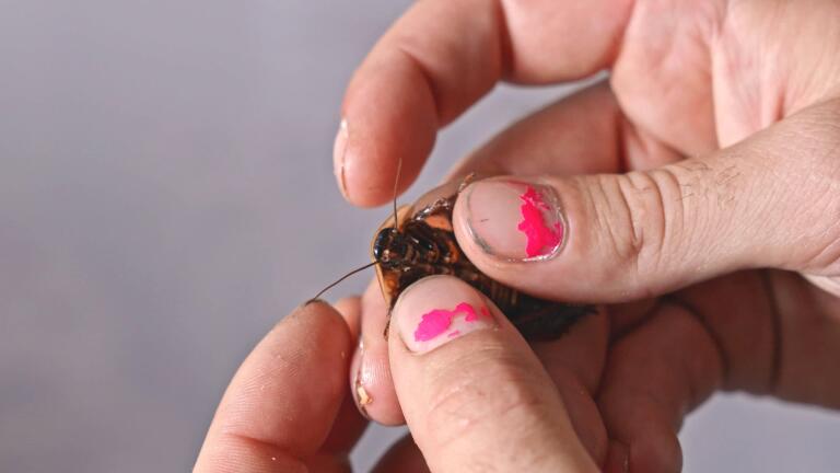 Bug Farm