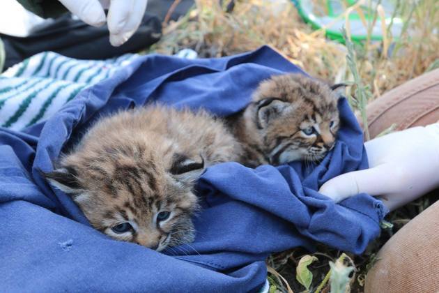 siblings-bobcat-kittens-4-21-15-thumb-630x420-91482